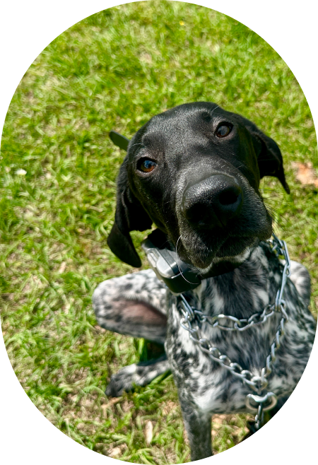 Obedience-CTA